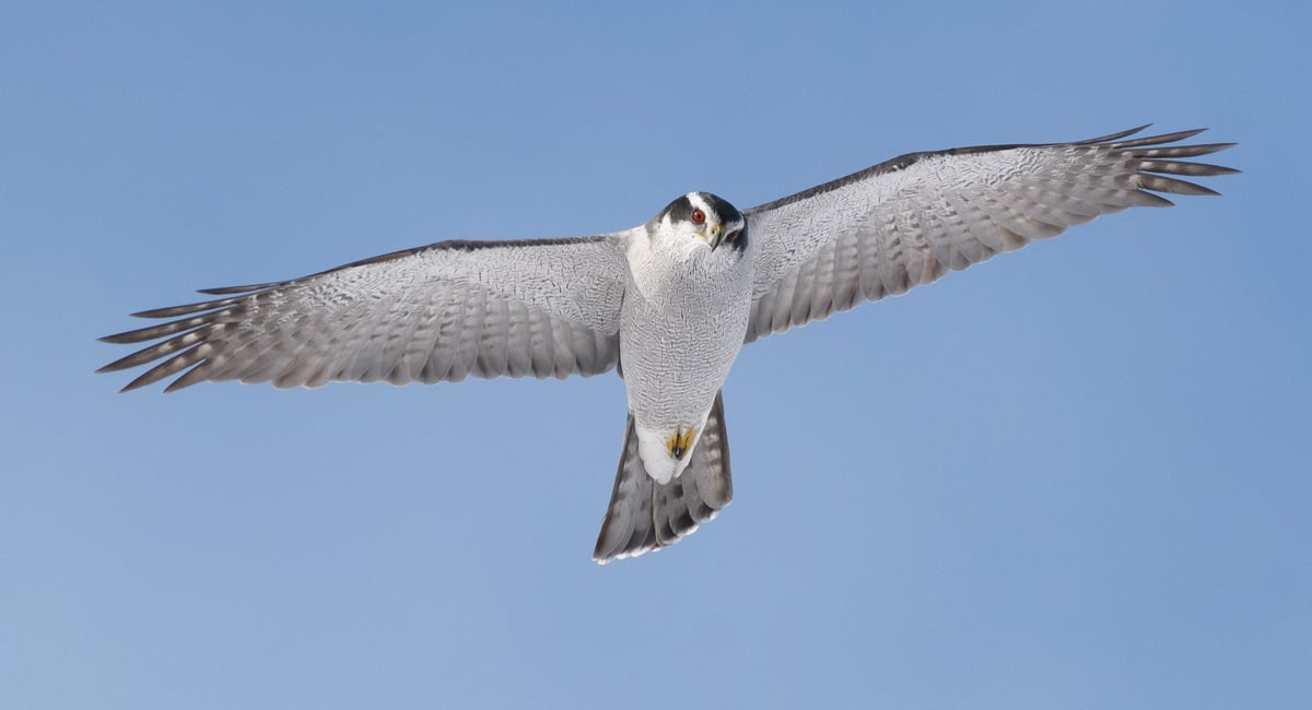 Click or tap to reveal the mystery species