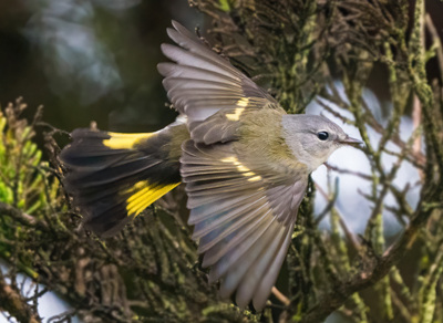 tap or click to read about American Redstarts on migration