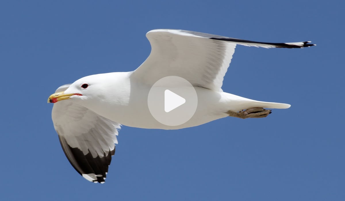 Click or tap to see the intro video for the Gull ID course
