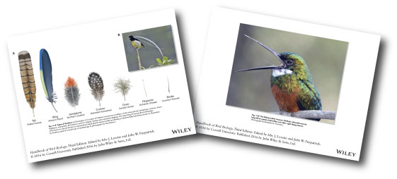 Download Handbook Of Bird Biology Figure Slides