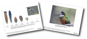 Download Handbook of Bird Biology Figure Slides