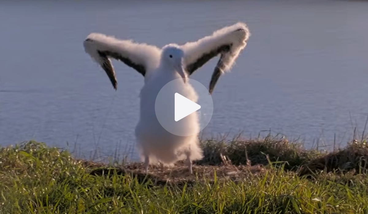 Click or tap to watch a young albatross trying to preen