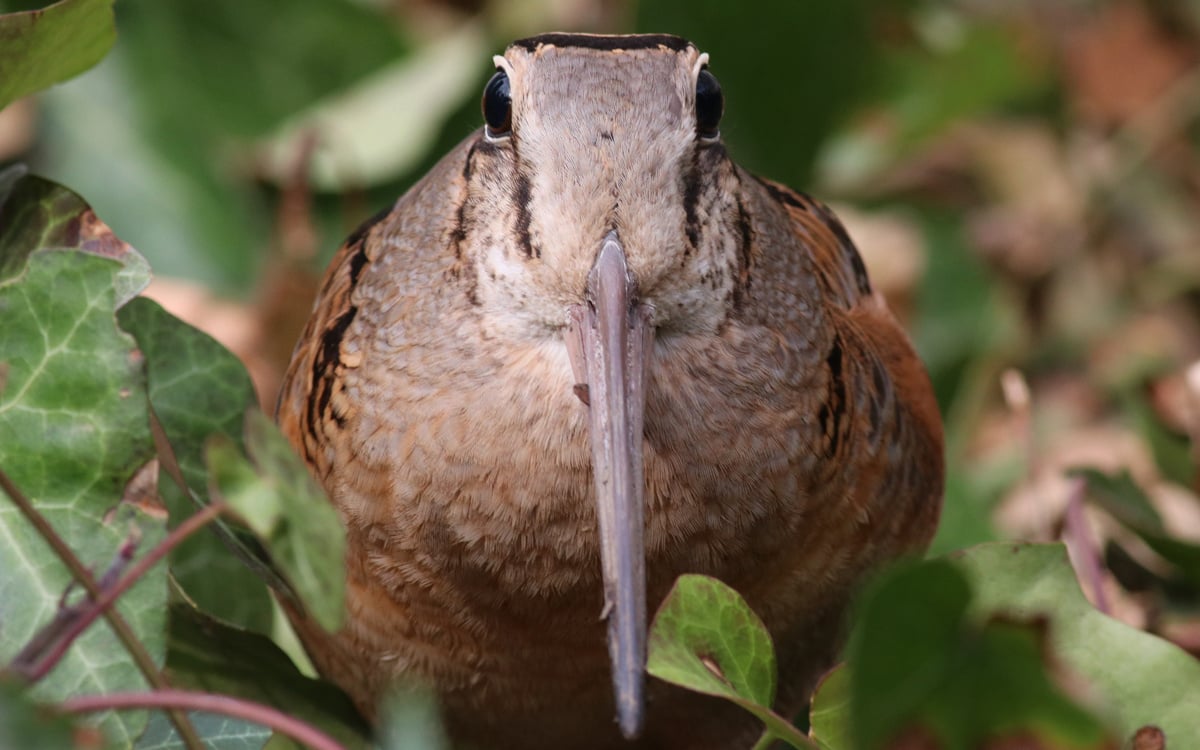 click or tap to reveal the mystery species