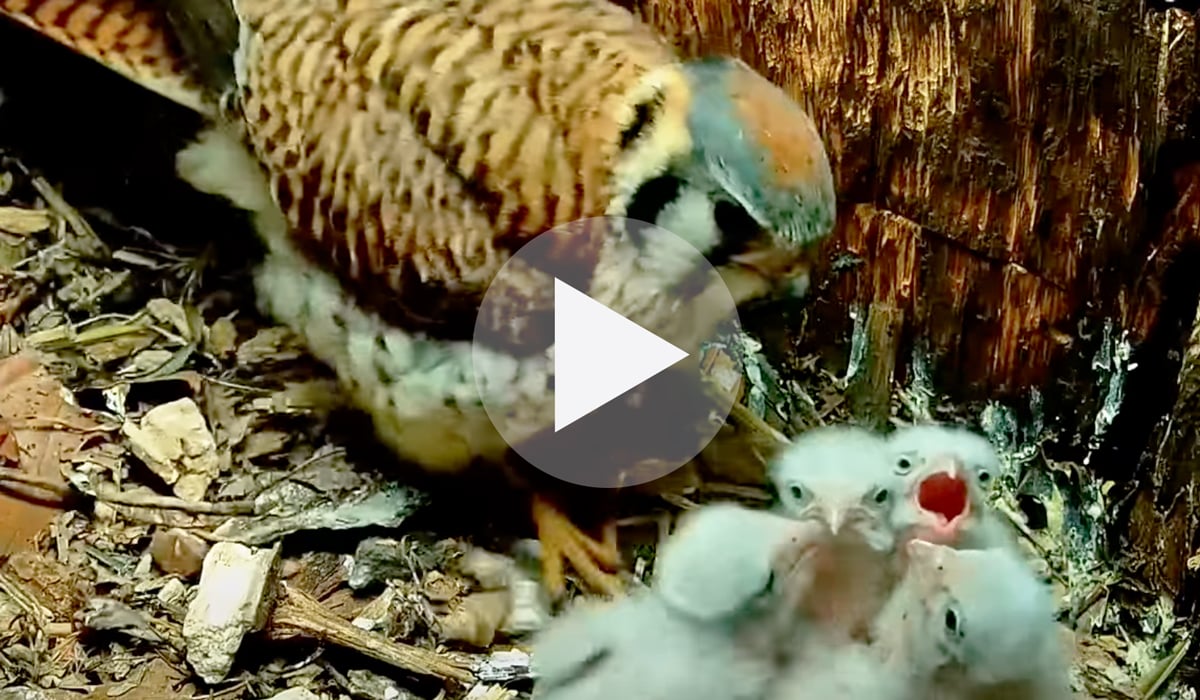 Click or tap to watch a clip of a kestrel brooding her chicks