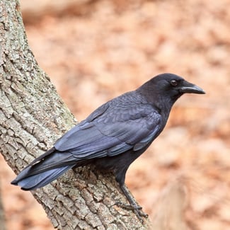 American_Crow5_Paul_Powers__GA_2012-978590-edited