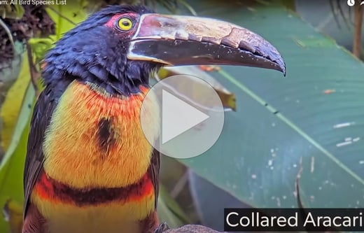 Tap or click to see a video of 85 different species visiting the Panama Feeder Cam