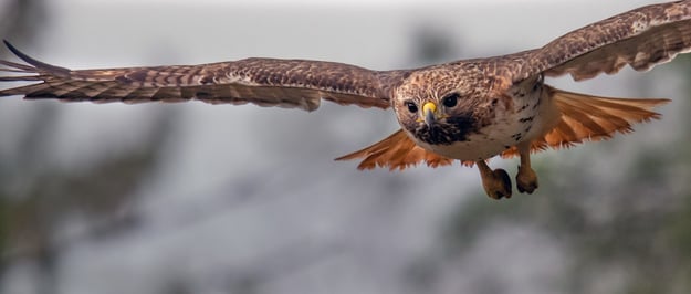 A photo of a Red-tailed Hawk facing the camera and flying against an out-of-focus white-gray background.