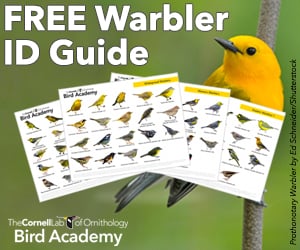 A Prothonotary warbler is perched behind four pages of a warbler ID Guide. Text on image: Free Warbler ID Guide. The Cornell Lab of Ornithology Bird Academy.