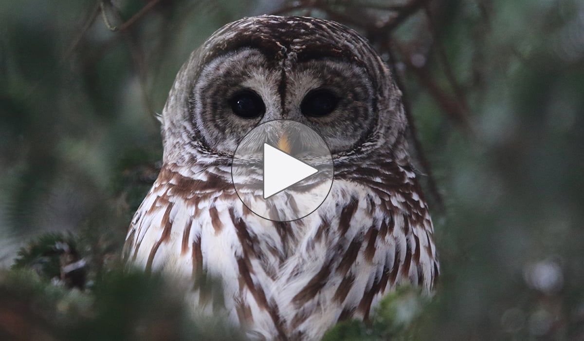 Click or tap to watch hear the sound of 10 different owls