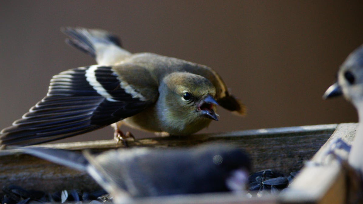 An American Goldfinch lands and takes on an agressive stance at the platform feeder where a Dark Eyed Junco and Tufted Titmous also perch. 