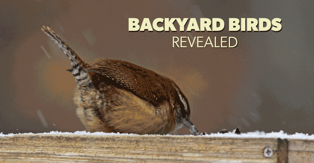Backyard Birds Revealed banner. Moving image features a Bewick's Wren on a snowy winter day picking seeds out of a platform feeder.. 