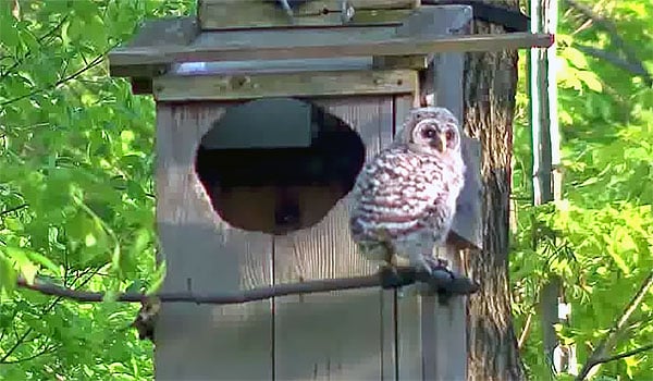 WBU Barred Owls Branching Contest