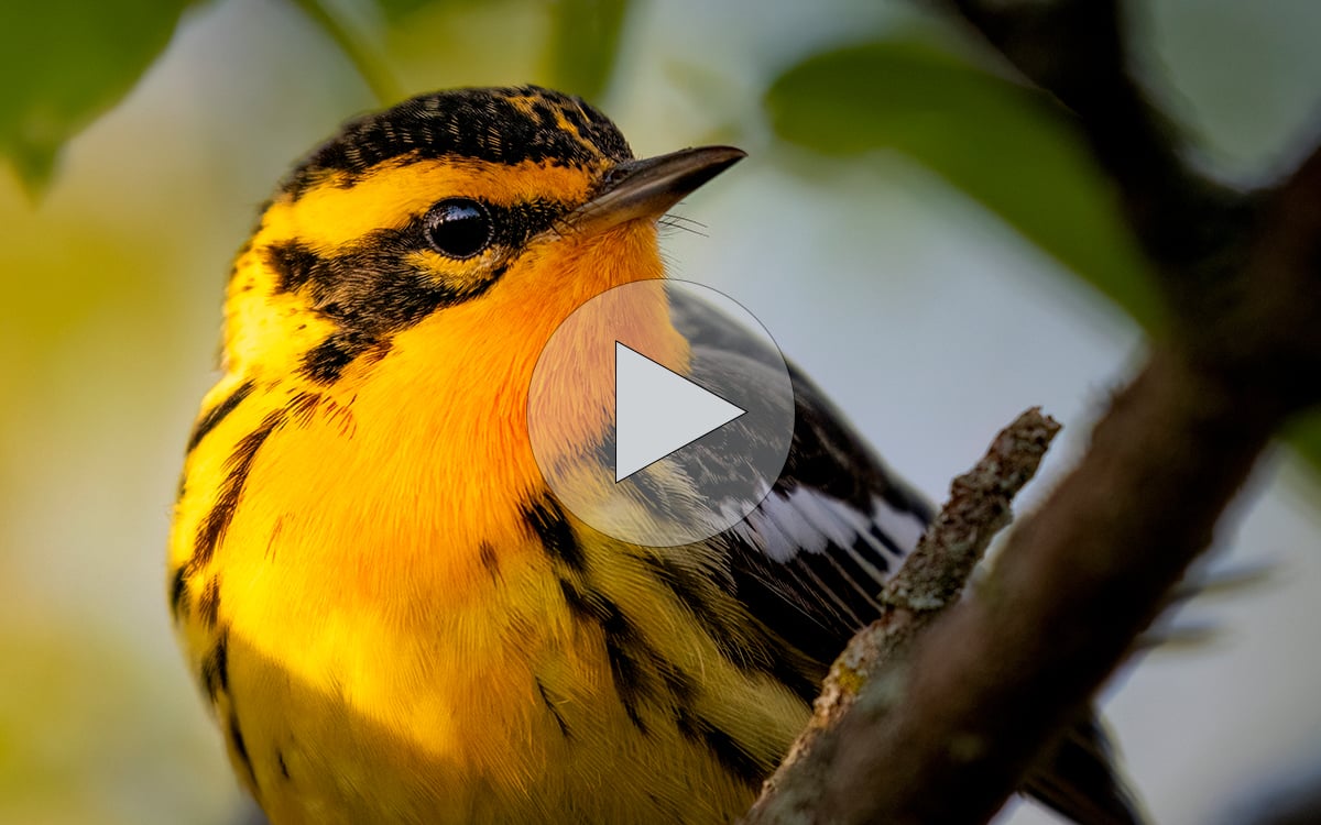 tap or click to view tips on finding warblers in spring