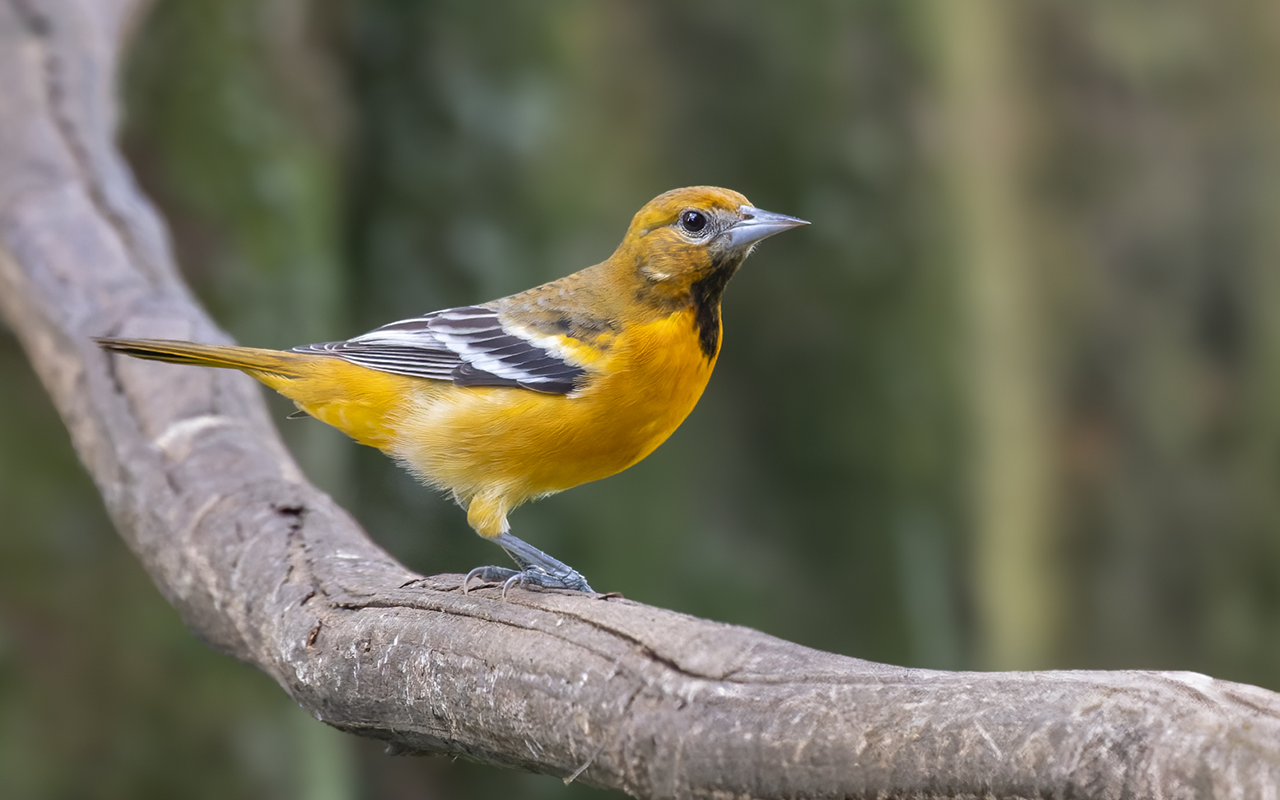 Baltimore Oriole 1280 x 800 ML612723886