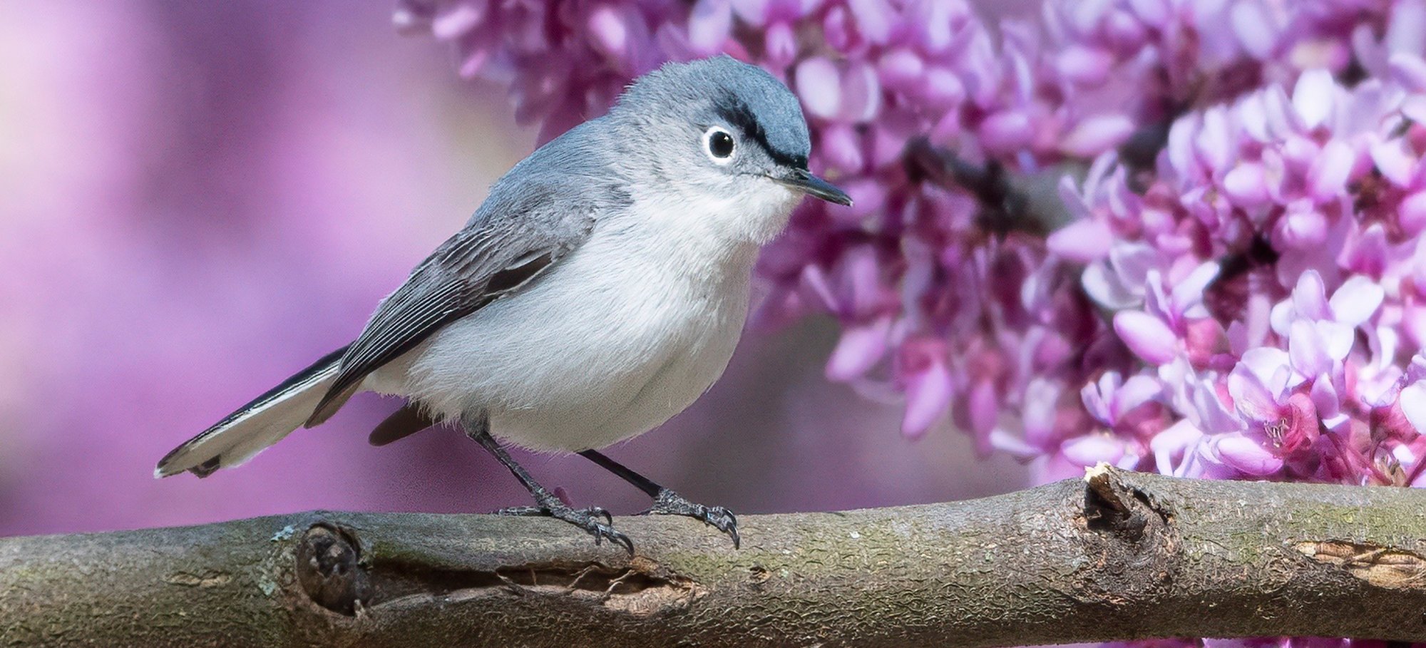 Banner Image_gnatcatcher_990x450 Banner Image_gnatcatcher_990x450