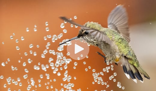 Click or tap to watch a video about birds using water