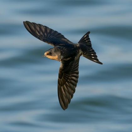 Barn swallow ML607412001