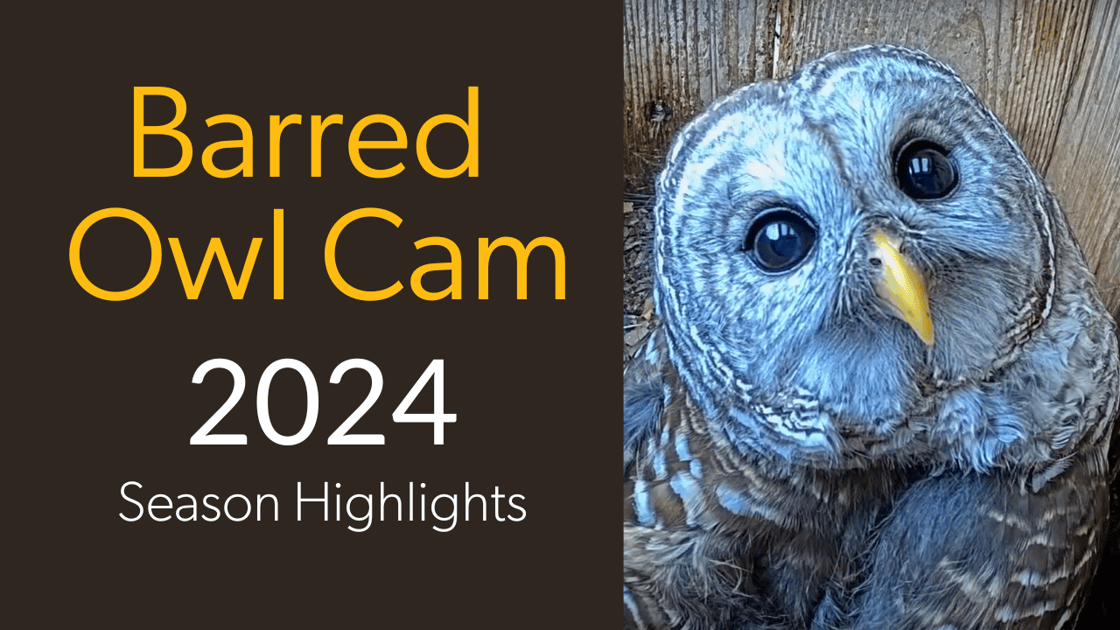 Tap to watch 2024 season highlights from the Barred Owl Cam.