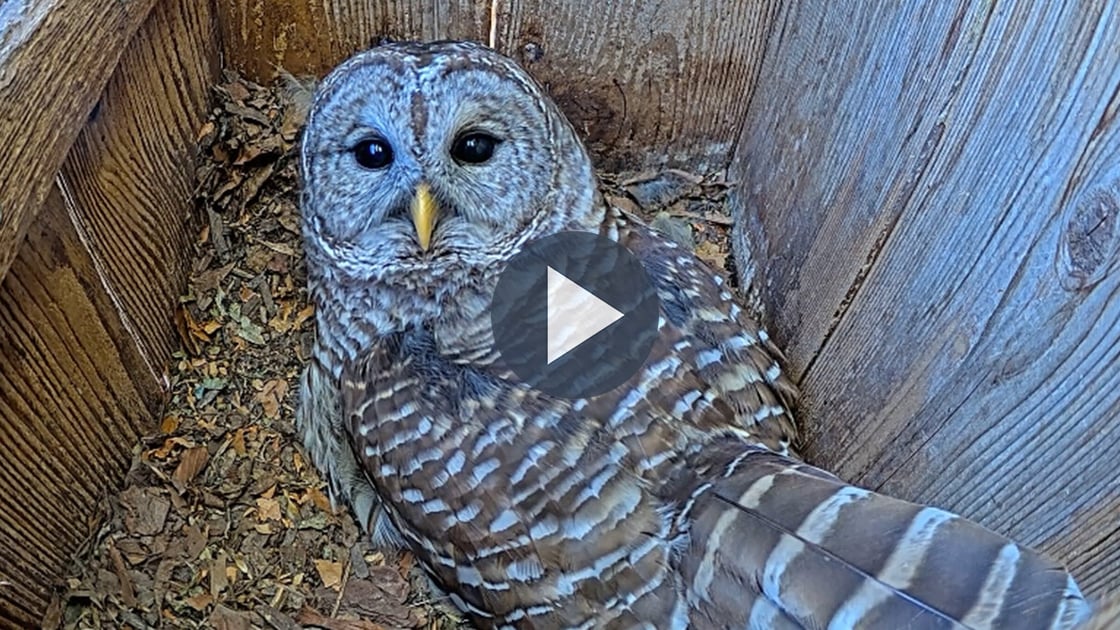 Listen to the Barred Owls call on cam.