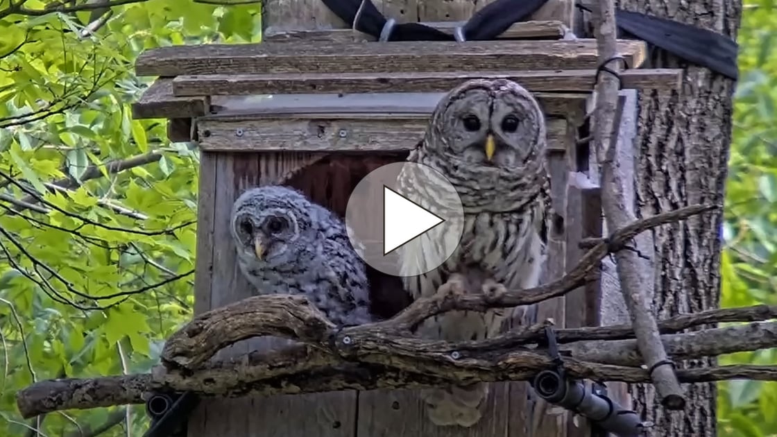 Watch 5 top moments from the Barred Owl Cam.