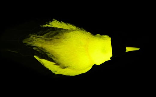 Tap or click to read about biofluorescent birds