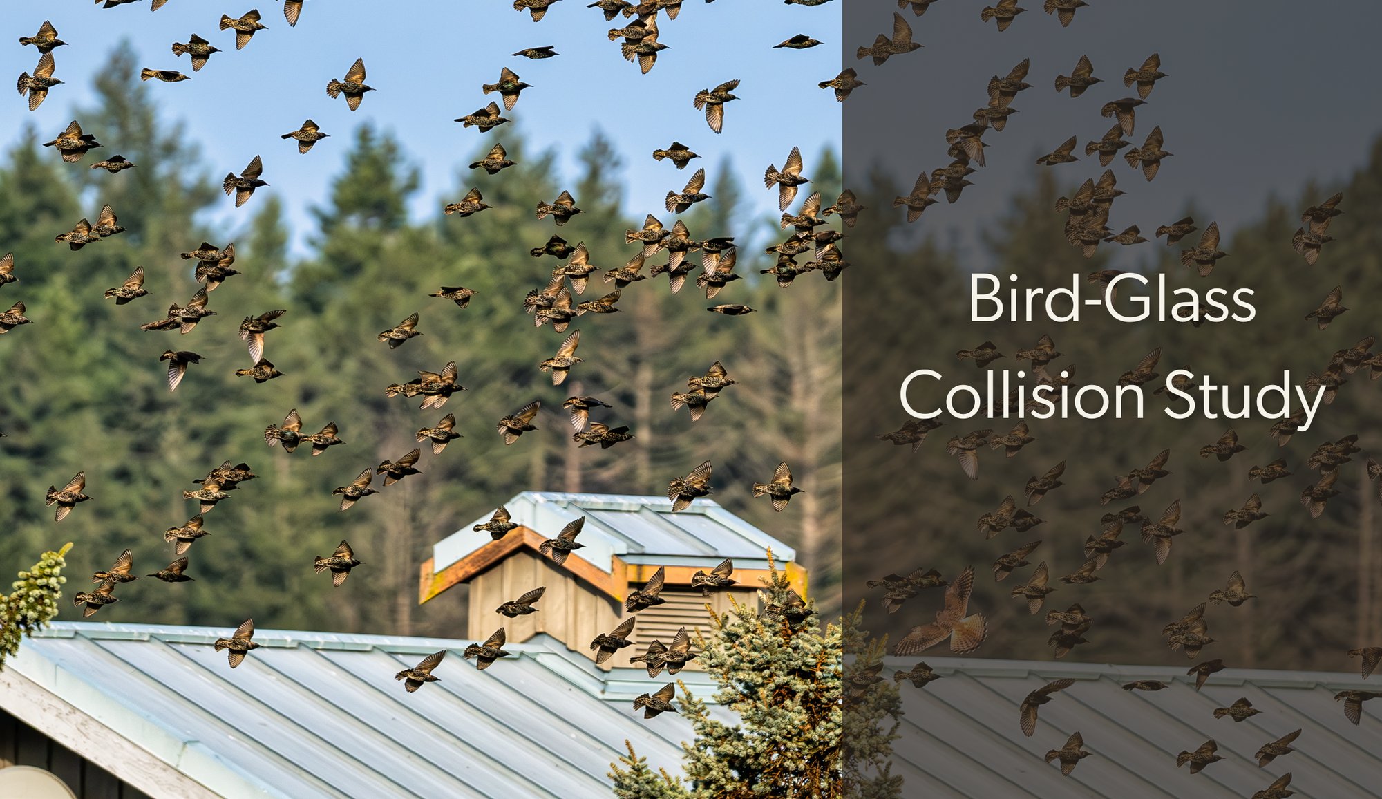 An American Kestrel swoops in and disrupts a flock of European Starlings above a rooftop