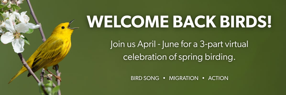 Bird Songs of Spring - April announcement