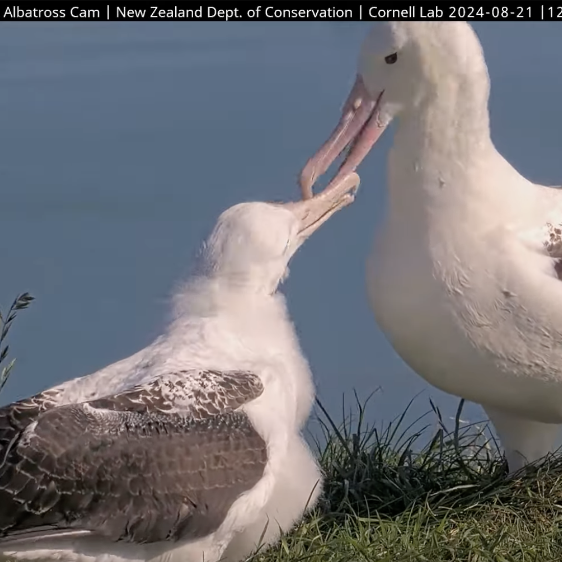 A baby albatross is fed by Dad on the Cornell BirdCams.