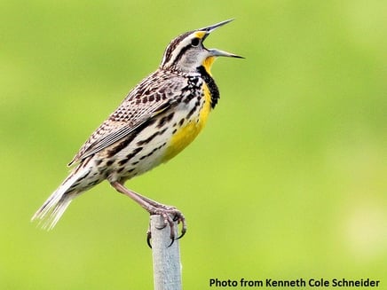 Eastern Meadowlark_Kenneth Cole Schneider