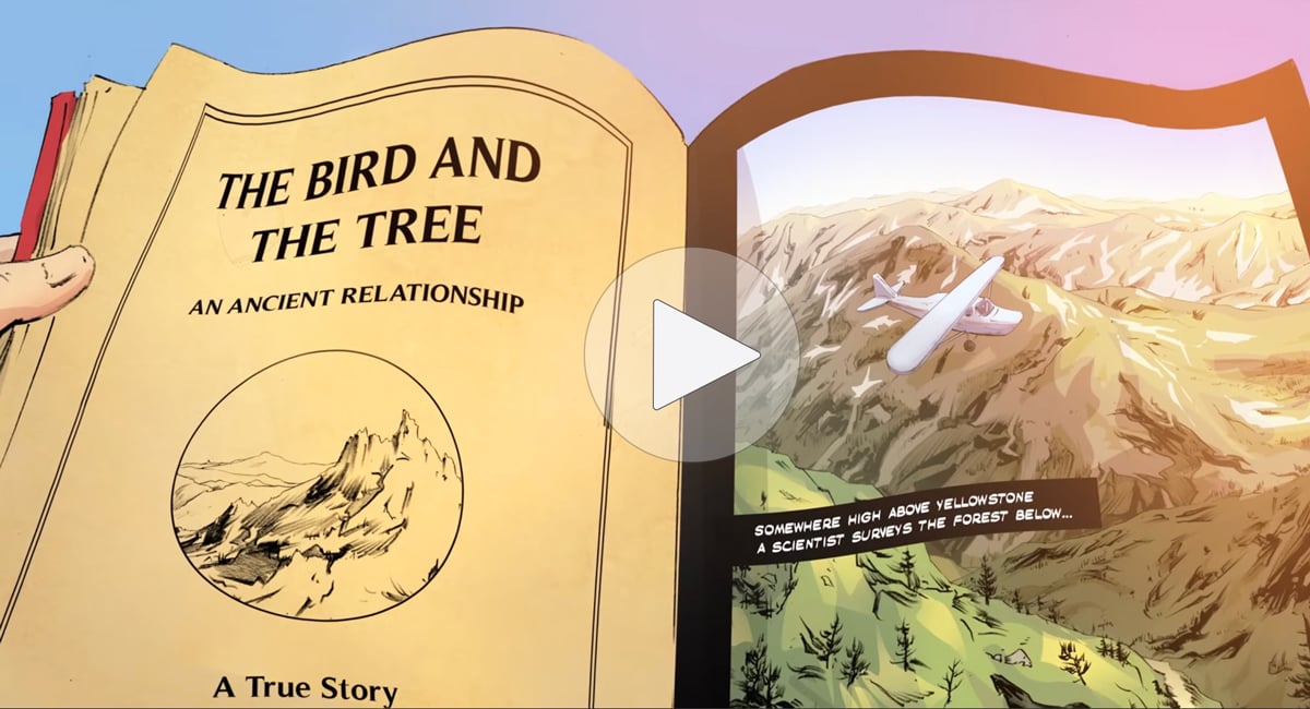 Click or tap to watch a short film about the Clark's Nutcracker and the whitebark pi