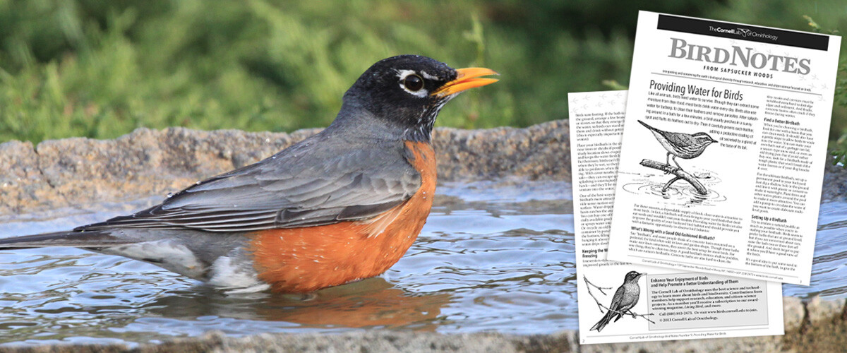 BirdsNeedWater_Header_439803081