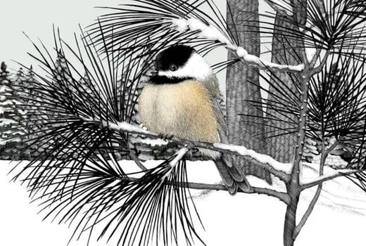 Tap or click to read about birds' strategies for winter survival