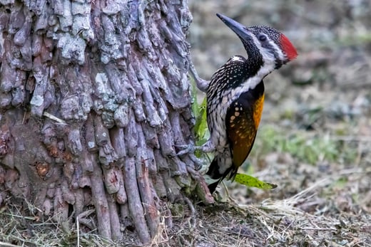 Black-rumped Flameback at the base of a tree.