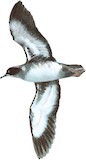 Black-vented Shearwater