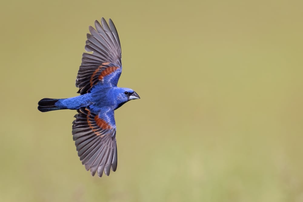 Bright blue bird with crimson and gold stripes on wings flying