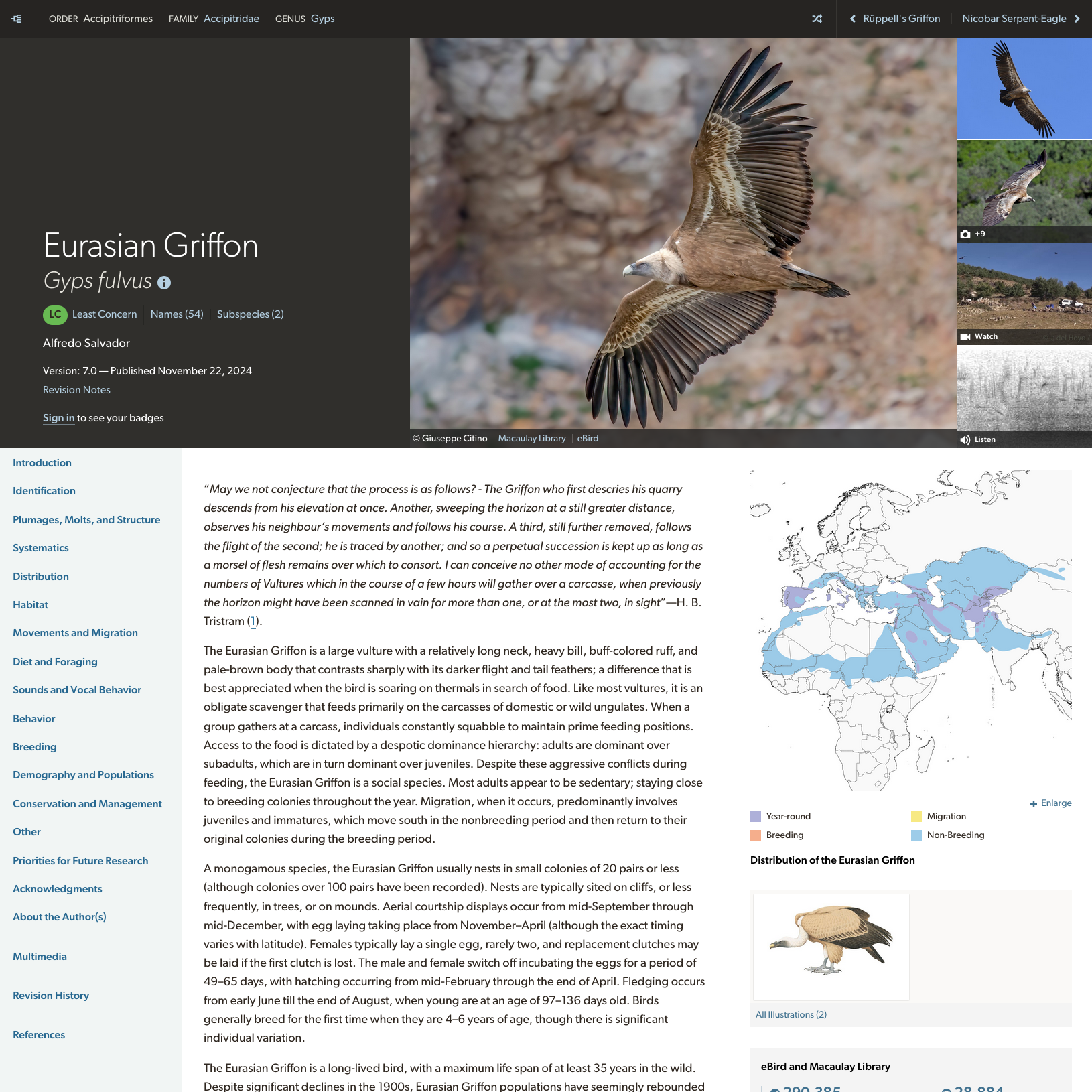 Eurasian Griffon page preview on the Birds of the World website. 