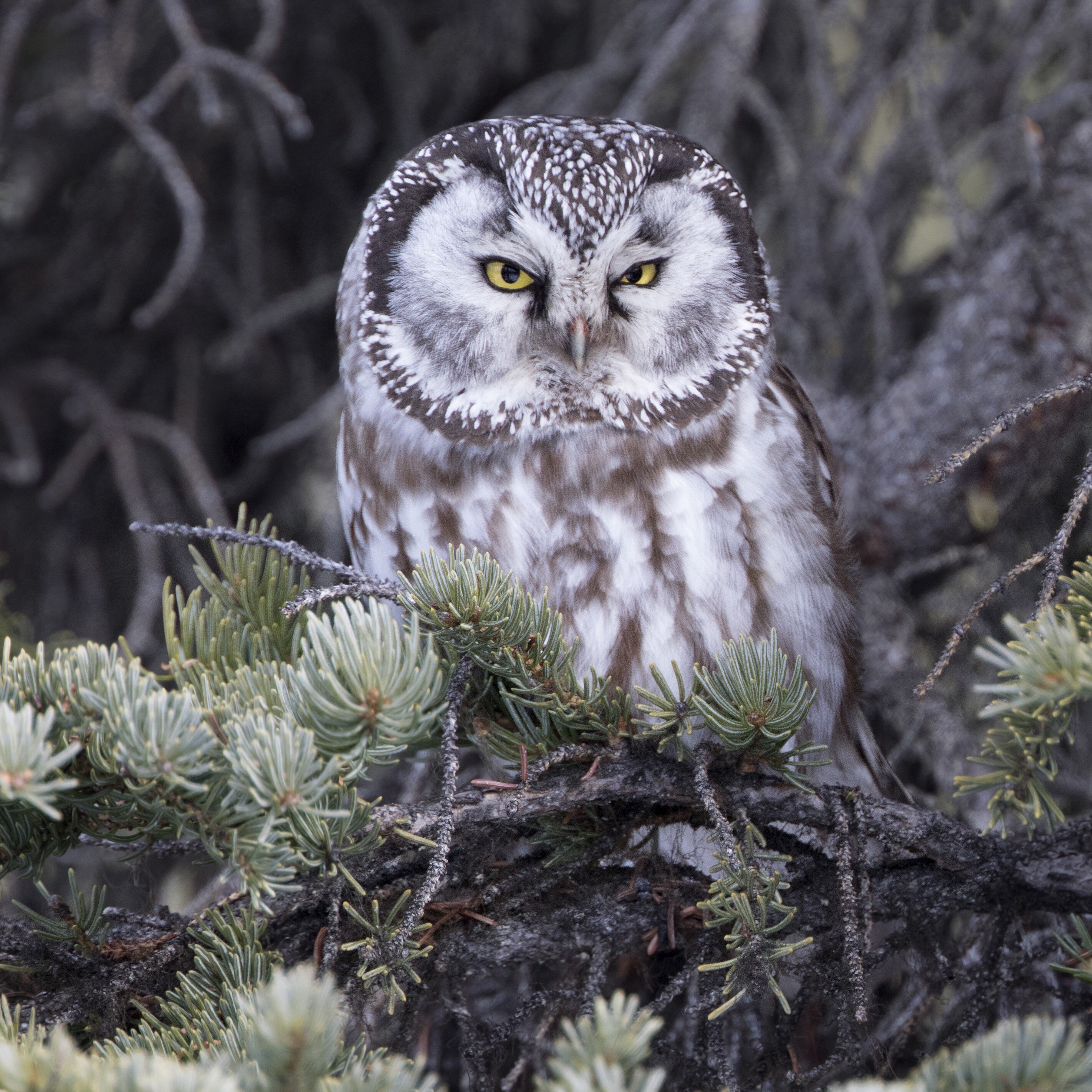 Boreal Owl