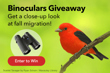 CLO_FY27_August-Giveaway_email-1_v1