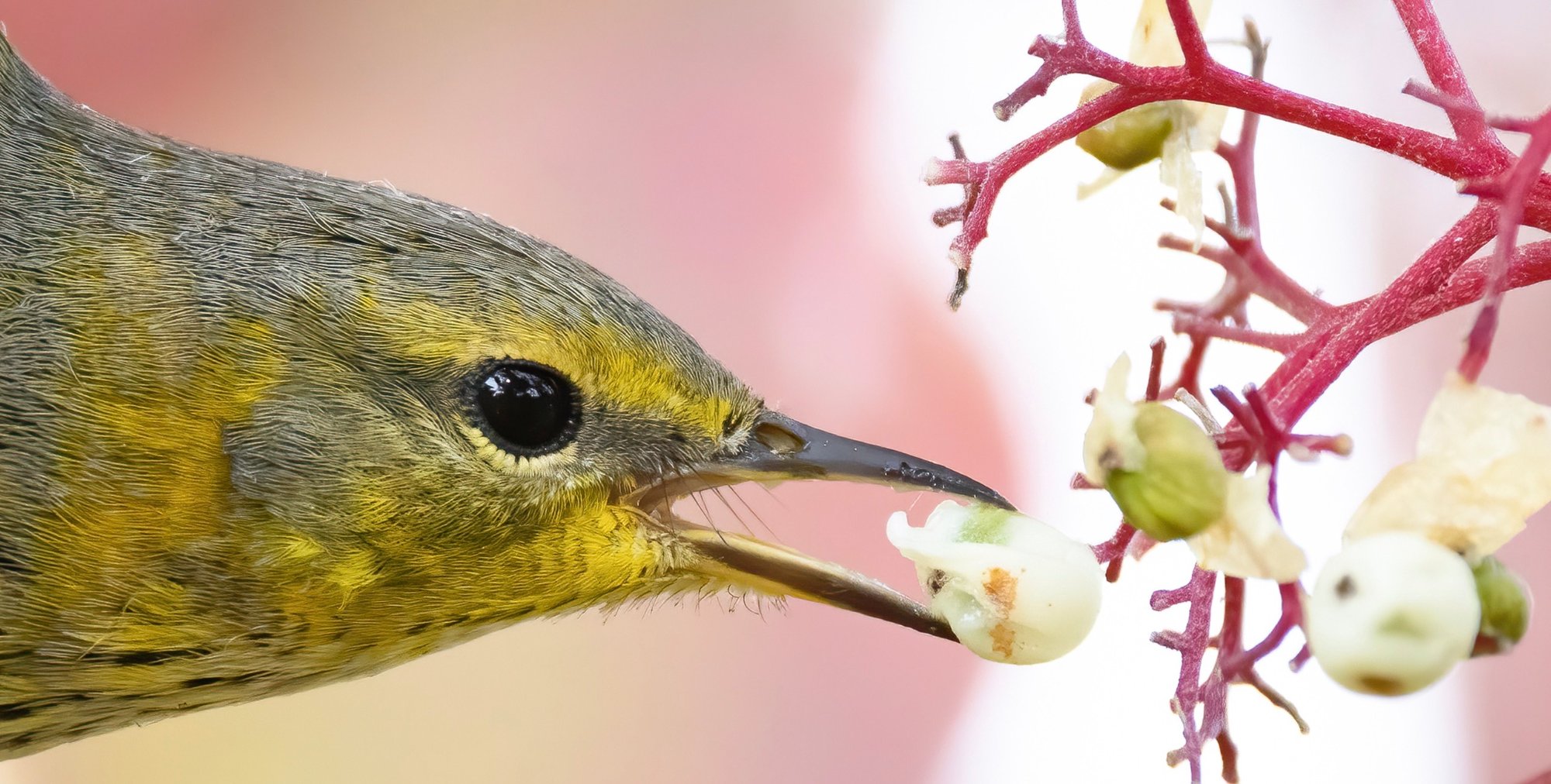 Cape May Warbler eating a white dogwood berry.