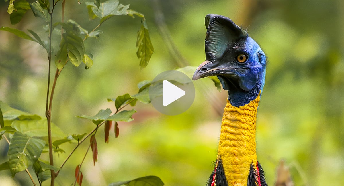 Tap or click to watch a short film about the elusive Northern Cassowary
