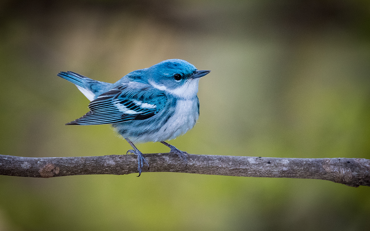 Cerulean Warbler 1280x800 ML227719141