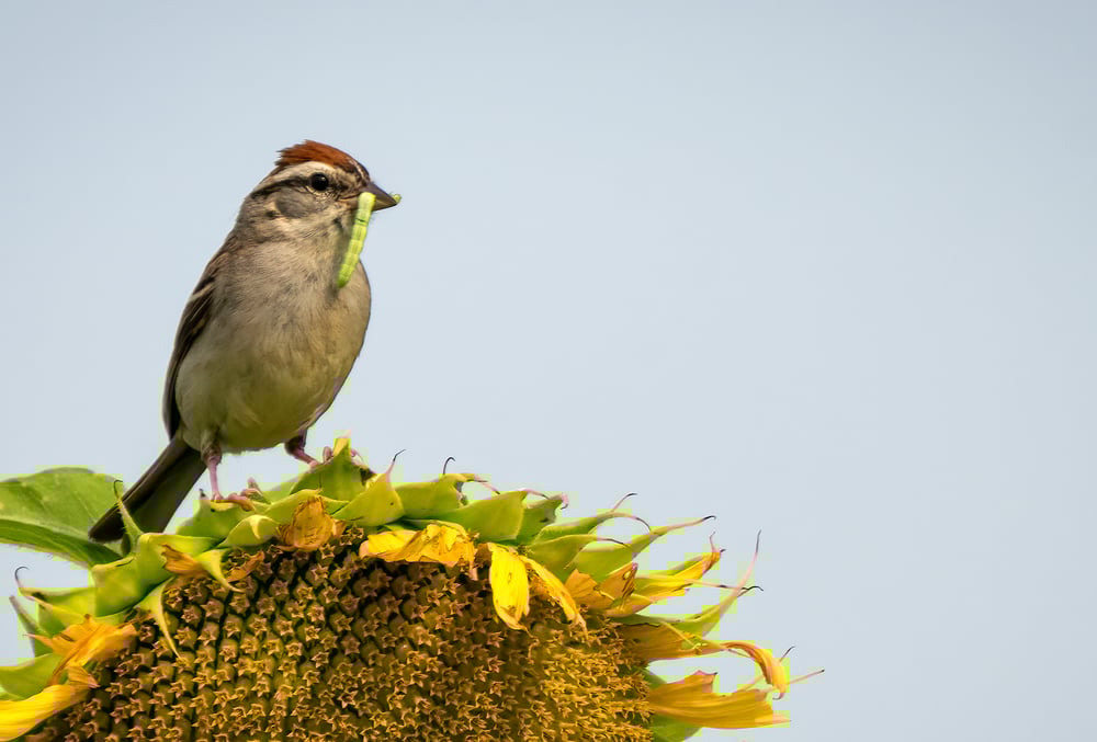 Brown and gray bird with green worm in its bill perched on a sunflower