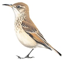 Common Miner