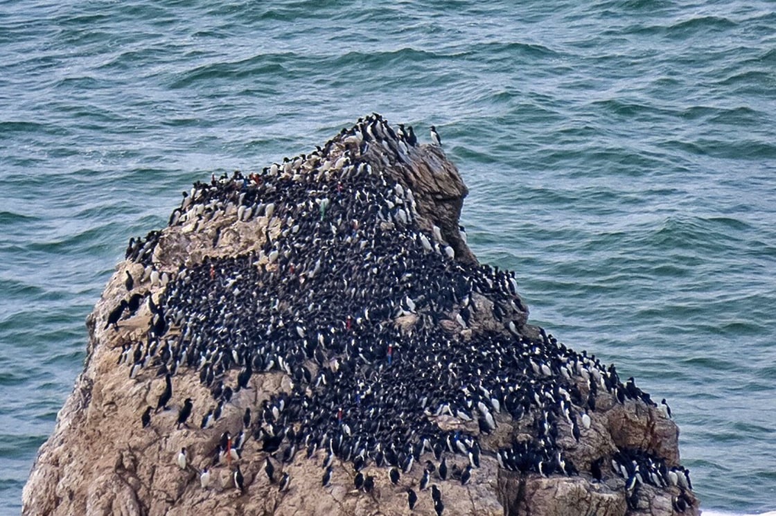 Common Murre_Joseph Morlan_United State_ML6307074022