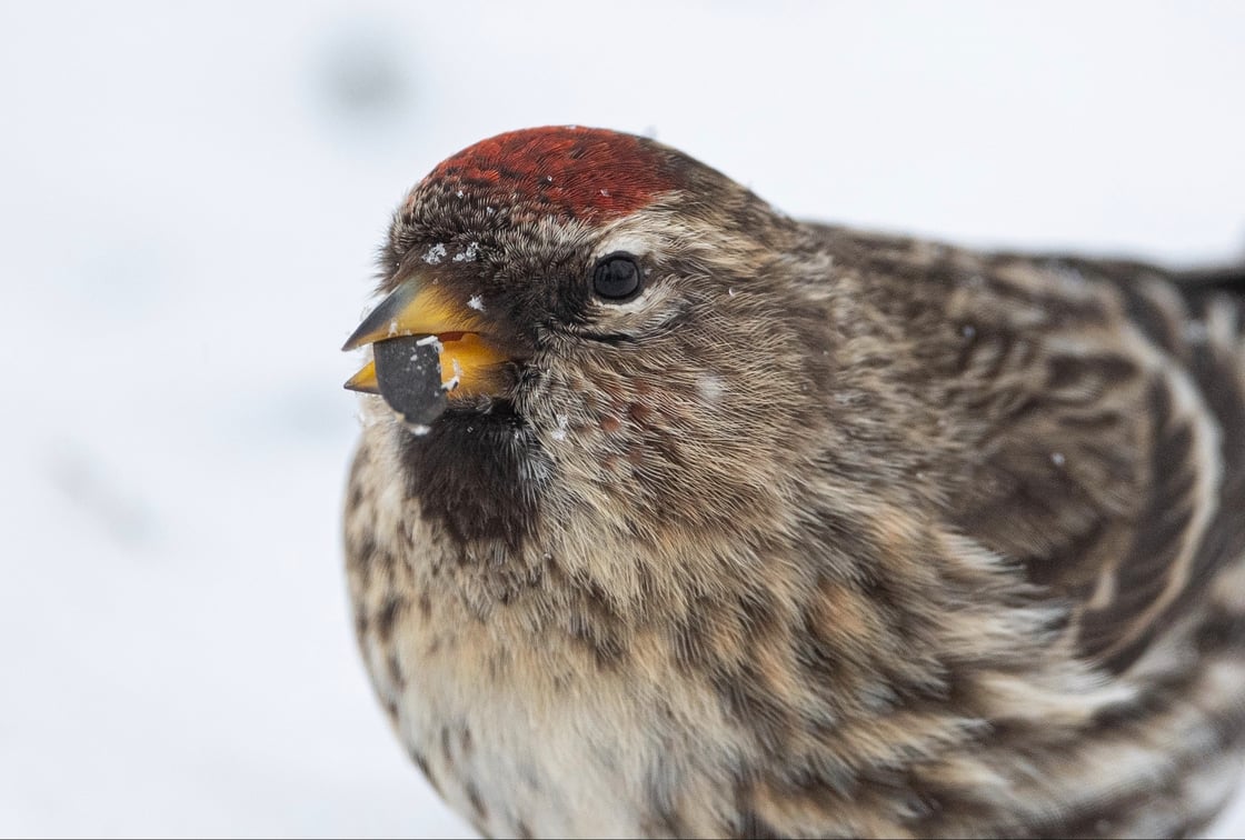 Common Redpoll with seed in mouth.