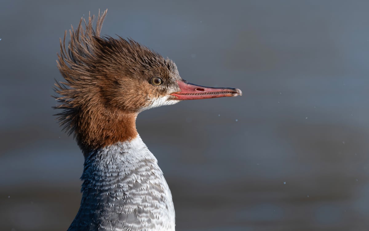 Click of tap to reveal mystery species