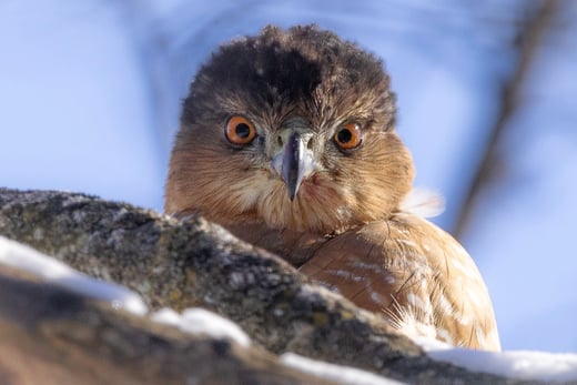 Coopers Hawk looking right at you.