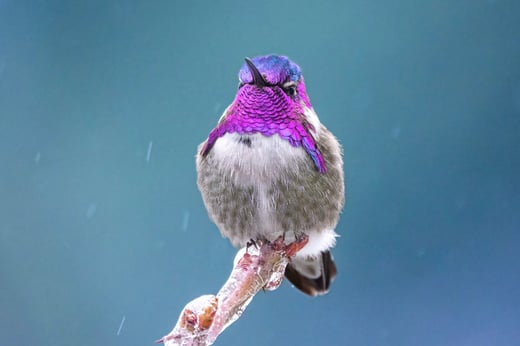 Costas Hummingbird with bright throat on stem.