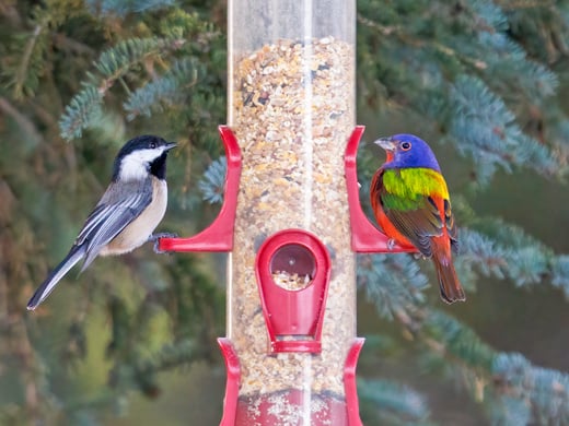 Tap or click to read about different types of bird feeders