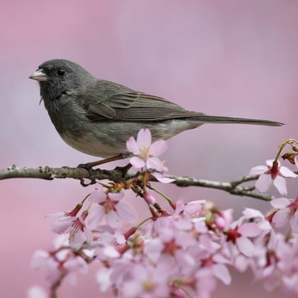 Dark-eyed Junco ML633032605